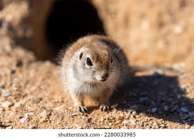 A female round tailed ground squirrel, Xerospermophilus tereticaudus, near her burrow in the Sonoran Desert. A cute rodent native to the American Southwest. Pima County, Tucson, Arizona, USA. - Powered by Shutterstock