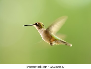 A Female Ruby Throated Humming Bird In Mid Flight With Green Bokeh Background