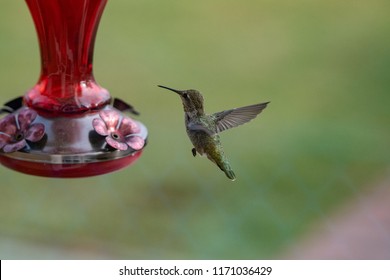A female Ruby Throated hummingbird hovering near feeder 
