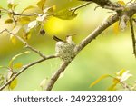 Female Ruby-throated Hummingbird (Archilochus colubris) tends to her tiny baby eggs in a miniscule nest.  Parental care provided by the mother in a colorful forest scene