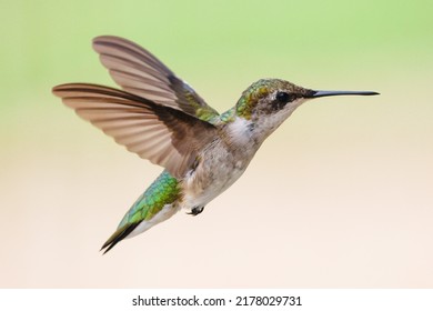 Female ruby-throated hummingbird in flight