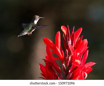 A Female Ruby-throated Hummingbird Hovers Near A Brilliant Red Canna Flower.