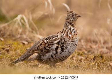 Female Ruffed Grouse Is Standing In Yellow Grass In Autumn. Beautiful Forest Scene.