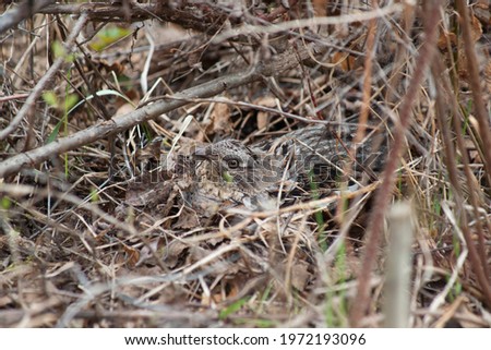 A female ruffled grouse is sitting on her ground nest well camouflaged.