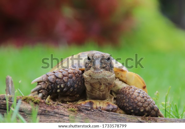 Female Russian Tortoise Agrionemys Horsfieldii On Foto Stok 1733578799 Shutterstock 