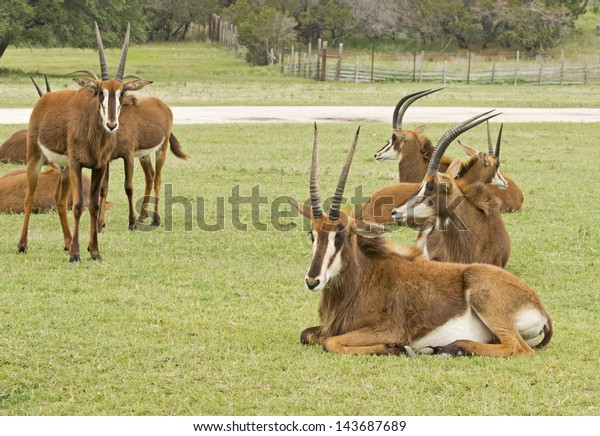 Female Sable Antelopes Seen Fossil Rim Stock Photo Edit Now