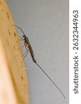 a female sabre wasp with a long tail on a tree trunk, german insect of the year 2025	