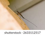 a female sabre wasp with a long tail on a tree trunk, german insect of the year 2025	