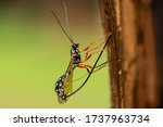 A female sabre wasp (Rhyssa persuasoria, Ichneumonidae) drilling into wood to lay eggs