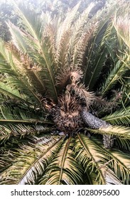 Female Sago Palm Plant With Central Seed Crown