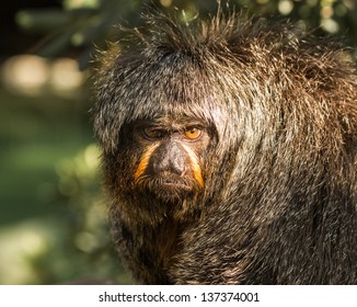 Female Saki Monkey At The Audubon Zoo