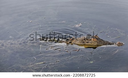 Female saltwater crocodile on the prowl in the still water of the Yellow Water-Ngurrungurrudjba Billabong poking out its head's upper part covered in horny scute scales. Kakadu Nnal.Park-NT-Australia.