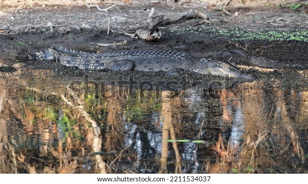 Female saltwater crocodile on the prowl\
stock-still in the muddy water of the bank slope of Yellow\
Water-Ngurrungurrudjba Billabong, body covered in horny scute\
scales. Cooinda-Kakadu\
NP-NT-Australia.