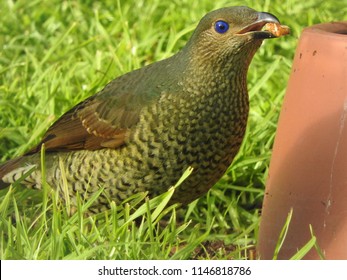 Female Satin Bower Bird