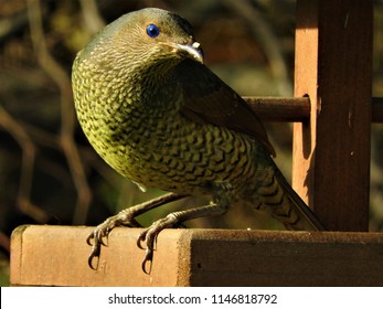 Female Satin Bower Bird