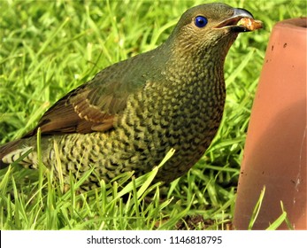 Female Satin Bower Bird