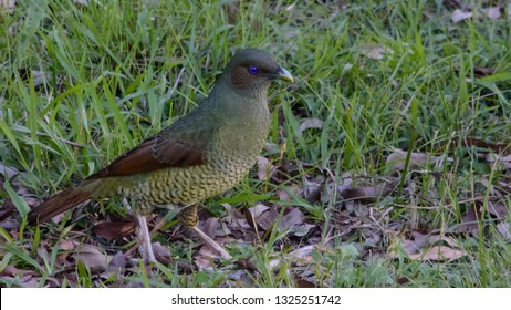 Female Satin Bower Bird