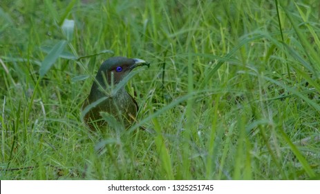 Female Satin Bower Bird