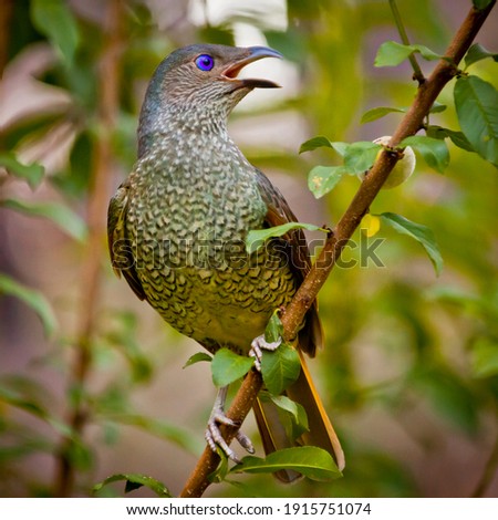 Female satin bowerbird, or a male under 4 years of age. Endemic eastern Australian bowerbird, made famous by Attenborough who observed them collecting pieces of blue plastic to decorate bower.
