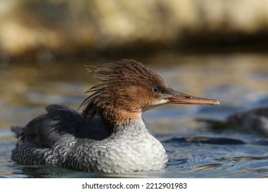 A Female Scaly-sided Merganser, Mergus Squamatus, Swimming On A Pond At Arundel Wetland Wildlife Reserve.