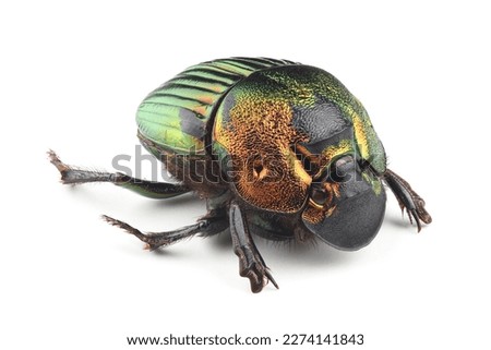 Female of scarab beetle (Phanaeus mexicanus) isolated on white background