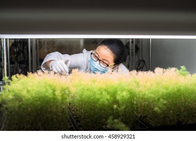 Female Scientist Examine Transgenic Plants In The Growth Chamber