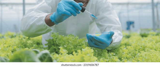 Female scientist examining a plants in greenhouse farm. scientists holding equipment for research plant in organic farm. Quality control for hydroponics vegetable farm. - Powered by Shutterstock