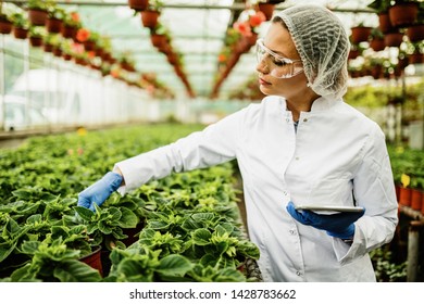 Female scientist examining potted flowers and using digital tablet in a greenhouse.  - Powered by Shutterstock