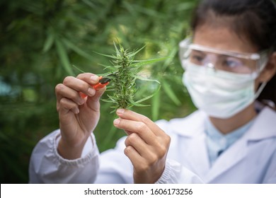 Female scientist in a hemp field checking plants and flowers, alternative herbal medicine concept, Marijuana research, cbd cannabis oil,   pharmaceptical industry.