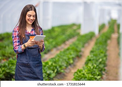 Female scientist inspecting strawberry plants growing in greenhouse. Girl with digital tablet working in a greenhouse. Farmer controlling strawberry in greenhouse. Greenhouse and organic healthy food - Powered by Shutterstock