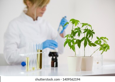 Female scientist in laboratory testing cbd oil extracted from a marijuana plant. She is using a precise dropper and various glass tubes and bowls for the experiment. Healthcare from medical cannabis.