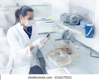 Female Scientist Performs Animal Testing In Modern Laboratory, Academic Research Or Industrial Facility