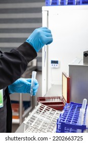 Female Scientist Preparing Slides For Karyotipe And Fluorescence In Situ Hybridization At The Laboratory