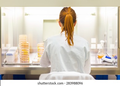 Female Scientist Researching In Laboratory, Pipetting Cell Culture Medium Samples In Laminar Flow. Life Science Professional Grafting Bacteria In The Pettri Dishes. 