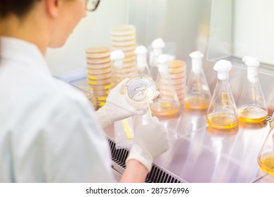 Female Scientist Researching In Laboratory, Pipetting Cell Culture Samples On LB Agar Medium In Laminar Flow. Life Science Professional Grafting Bacteria In The Petri Dishes. 