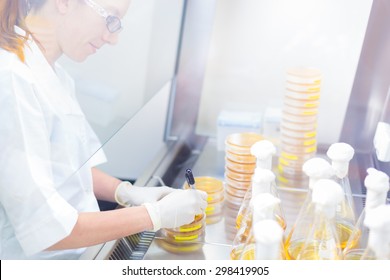 Female Scientist Researching In Laboratory, Pipetting Cell Culture Samples On LB Agar Medium In Laminar Flow. Life Science Professional Grafting Bacteria In Erlenmeyer Flask.