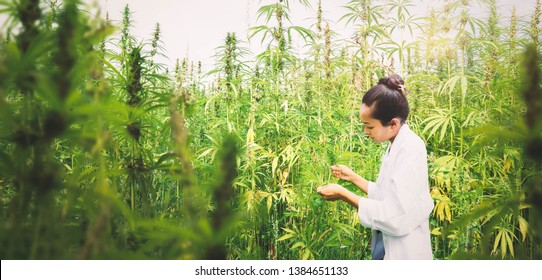 female scientist tests medical cannabis plants
