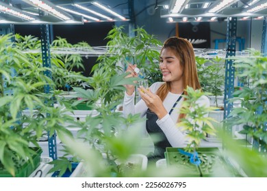 female scientist working for alternative plant medicals research ganja leaf of cannabis plant in medicine laboratory, woman doctor having science oil test with natural hemp for health wild herbal drug - Shutterstock ID 2256026795