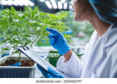 female scientist working for alternative plant medicals research ganja leaf of cannabis plant in medicine laboratory, woman doctor having science oil test with natural hemp for health wild herbal drug - Shutterstock ID 2256026797