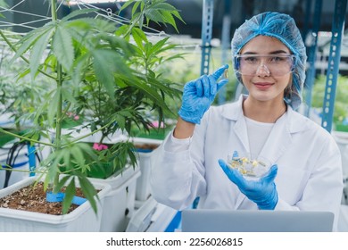 female scientist working for alternative plant medicals research ganja leaf of cannabis plant in medicine laboratory, woman doctor having science oil test with natural hemp for health wild herbal drug - Shutterstock ID 2256026815