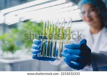 female scientist working for alternative plant medicals research ganja leaf of cannabis plant in medicine laboratory, woman doctor having science oil test with natural hemp for health wild herbal drug