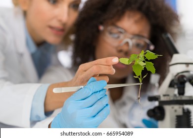 Female Scientists Examine Plant Working In Genetics Laboratory Study Research, Two Women Analyze Scientific Experiments In Lab