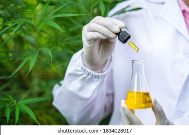 Female scientists researching hemp oil. cannabis oil cbd.