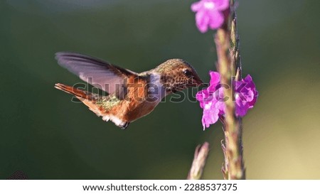 Female Scintillant hummingbird feeding at a flower, Costa Rica