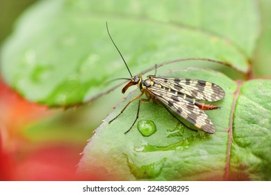 Female Scorpion Fly Mecoptera Panorpa Communis Insect on Green Leaf Macro. High resolution photo. Selective focus. - Powered by Shutterstock