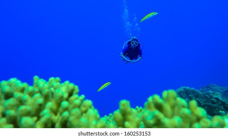 Female Scuba Diver between two yellow fish exploring coral reef underwater