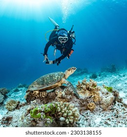 Female scuba diver looking at Hawksbill Turtle swimming over coral reef in the blue sea. Marine life and Underwater world concepts - Powered by Shutterstock