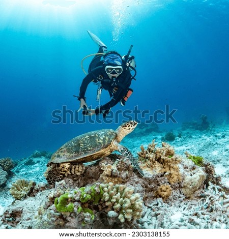 Female scuba diver looking at Hawksbill Turtle swimming over coral reef in the blue sea. Marine life and Underwater world concepts