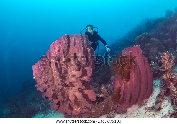 Female scuba diver looks inside large barrel\
sponge. Bunaken Island,\
Indonesia.