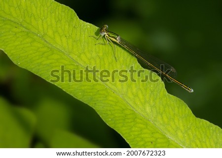 A female Sedge Sprite is resting on a thin green leaf. Tasso Lake, Muskoka, Ontario, Canada.
